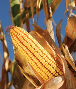 Corn Products Are Everywhere in American Life Image
